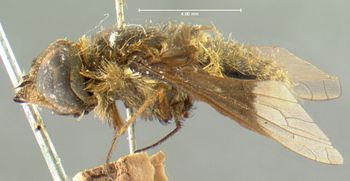 Media type: image;   Entomology 12657 Aspect: habitus lateral view